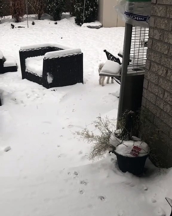 Doggo Does Handstands in the Snow
