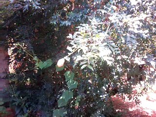 taturana Bezerra- taturana bezerra queimaduras