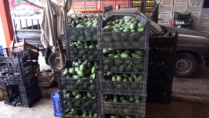 Alanya’da bu yıl avokado üretiminde hedef 60 milyon adet