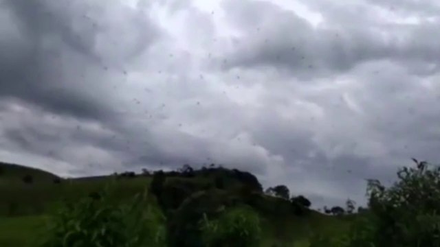VIDÉO : Des centaines d’araignées tombent du ciel ! (phobiques s’abstenir)