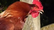 Funny  Crowing Rooster 2019 - Animal Video 2019