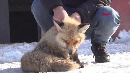 Hakkari Köpeklerin Yaraladığı Yavru Tilkiye Tedavi