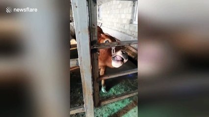 Clever calf uses tongue to open door to its enclosure
