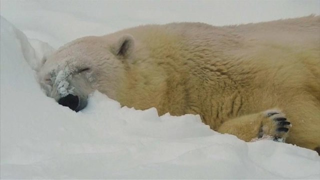 Жираф может поскользнуться