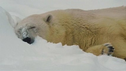 Жираф может поскользнуться