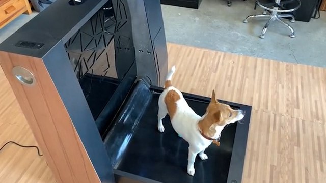 This smart indoor dog toilet is every dog owner's dream come true