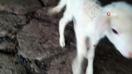 Denizli’de 5 ayaklı kuzu dünyaya geldi