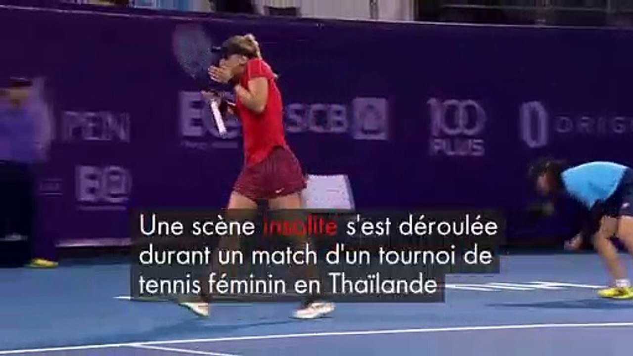WEB TENNIS INSECTE 3101 169 OK