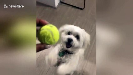 Desperate dog has hilarious way of begging for toys