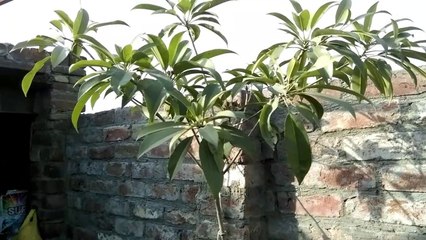 How to grow Sapodilla (Chikoo/Safeda) Plant in a Container | Chikoo kay podhay ko aik gamlay ya pot miay kaisay ugaain |