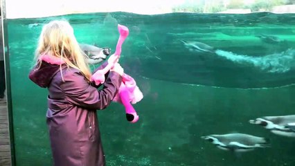 Penguins go crazy for child's stuffed flamingo toy at Chester zoo