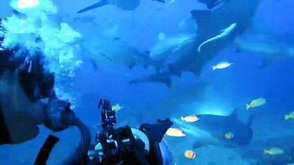 Diver surrounded by Bull Sharks