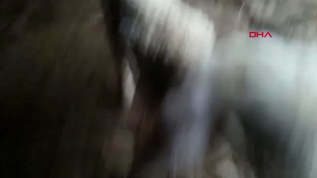 Denizli Buldan'da 5 Ayaklı Kuzu Dünyaya Geldi