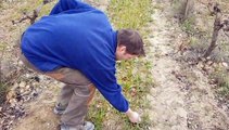 Ce vigneron utilise des méthodes naturelles pour préserver l'environnement