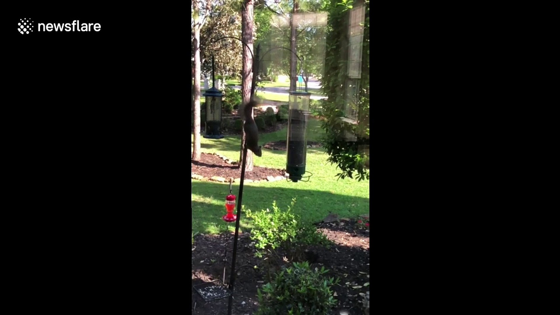 Not So Agile Squirrel Goes For A Spin On Bird Feeder Video