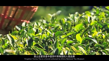 China-Recommendation: Yingshan Yunwu Tea