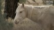 Horses shot, killed in Heber, filly left orphaned