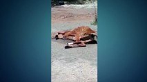 Vídeo: motorista flagra cavalos mortos a beira da rodovia