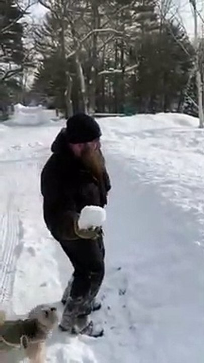 La tête de ces chiens qui cherchent une balle.. en neige dans la neige !