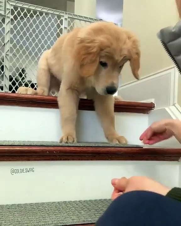 Ce chiot ne voudra jamais descendre les escaliers !!