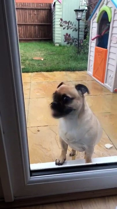 Ce chien ne voit pas la vitre et saute dedans à chaque fois !
