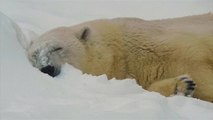 Watch: Animals at Moscow zoo have fun in snow