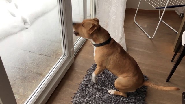 American Staffordshire Terrier barking or singing | Dog barking