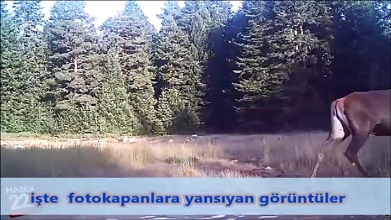 sadece köpek yiyen yaratık kurt çıktı