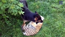 Quand les chiens et les tigres sont meilleurs amis