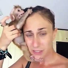 Un bébé singe ne veut plus quitter son sauveur