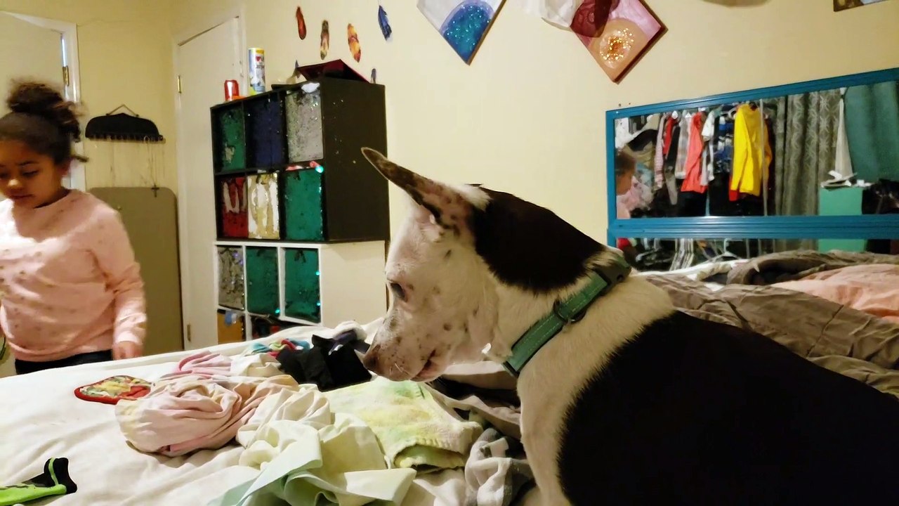Blind pup banana