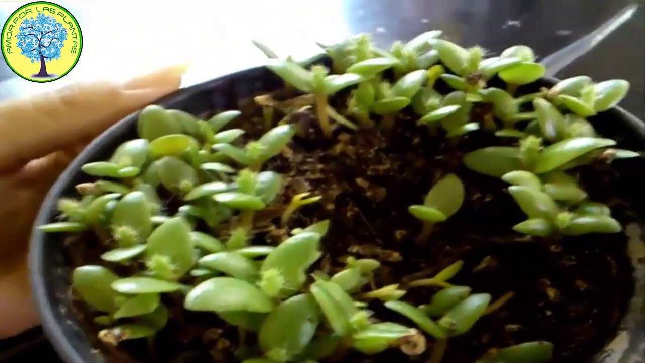 Germinar semillas de nopal