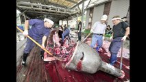 En Japón la caza de ballenas es 