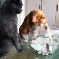 Me gusta este gato...un gato responsable que llama la atención a su colega por querer cazar un pez en la pecera de casa