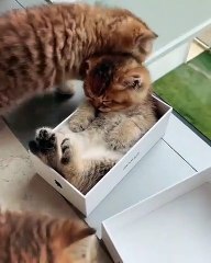 Que gatito más lindo y mas dormilón... cuando su dueño le acaricia la panza se lleva un susto