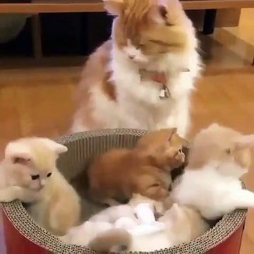 Cinco gatitos lindos cuidados por su mamá