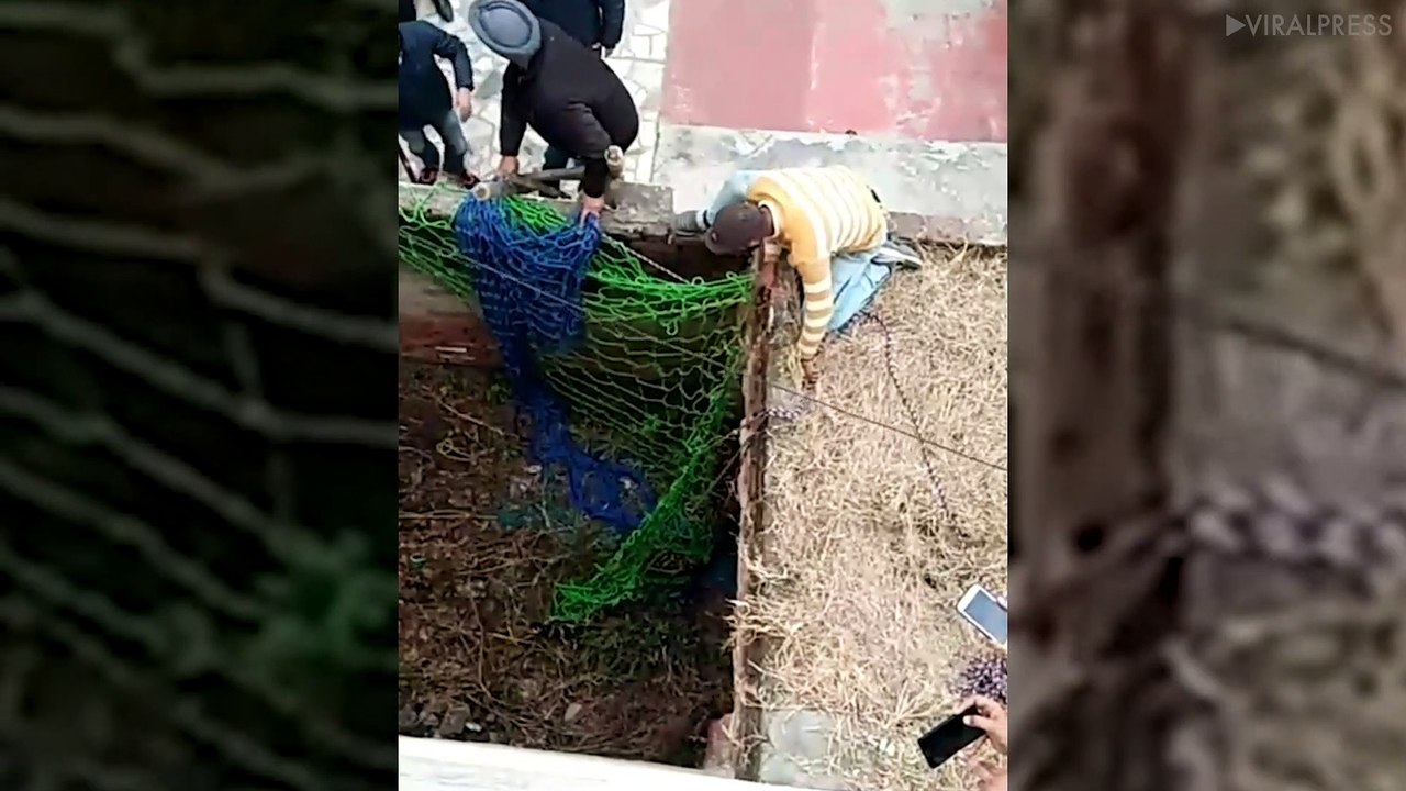 Wild Leopard Rampages Through Indian Town