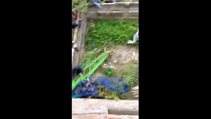 wild video | cheetah attacked residents of Jalandhar in Punjab | terrifying scenes