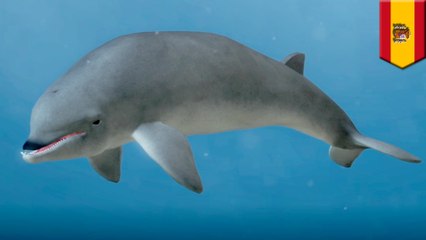 Sonars may be causing some whales to become suicidal