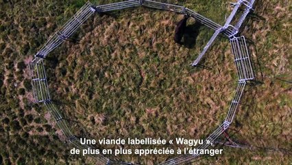 Le boeuf wagyu japonais part à la conquête du monde