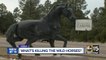 Who is killing Heber wild horses? Filly orphaned after 7 horses shot, killed