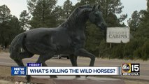 Who is killing Heber wild horses? Filly orphaned after 7 horses shot, killed