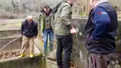 Havuza düşen porsuk böyle kurtarıldı