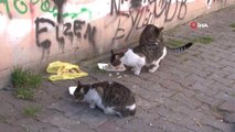 Kedi Tırmığı 'Taksirle Adam Yaralamak' Suçu Sayıldı