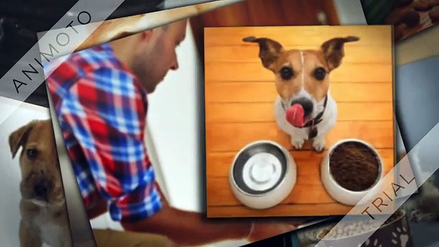 Dog Food Bulk Buy Online