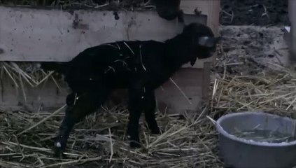 Nieuw leven in - 31 januari 2019.