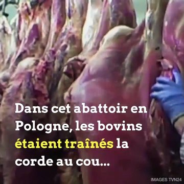 De la viande de boeuf polonaise avariée est arrivée jusqu'en France !