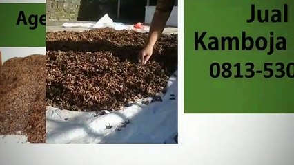 TERLARIS!!! 0813-5303-8159, Grosir Bunga Kamboja Kering Surabaya