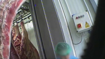 Carne da mucche malate in Polonia, allarme in Europa