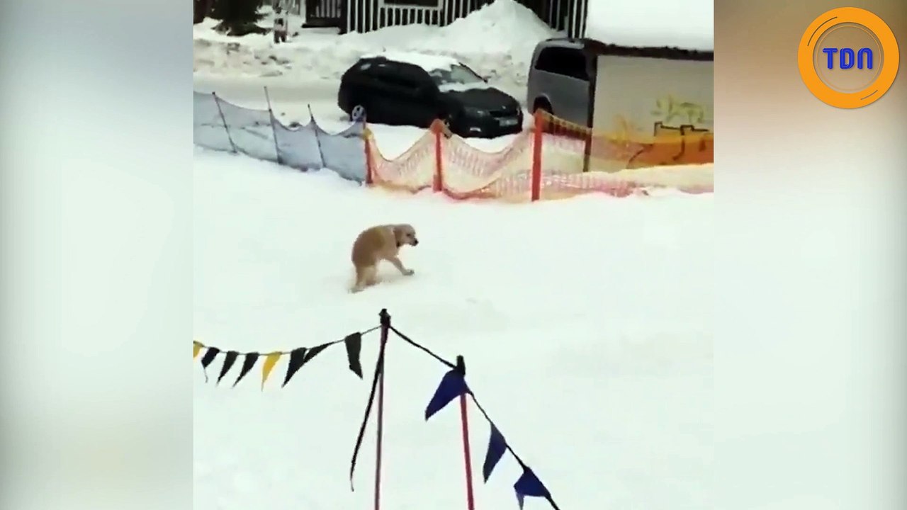 Ce chien s'amuse à glisser sur le flanc dans une pente enneigée !